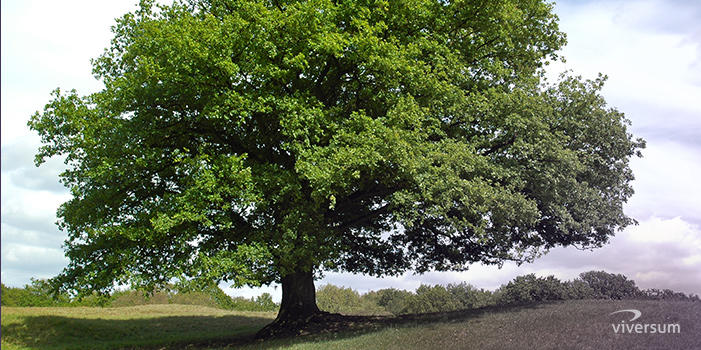 Symbolique des arbres Symbolique des arbres